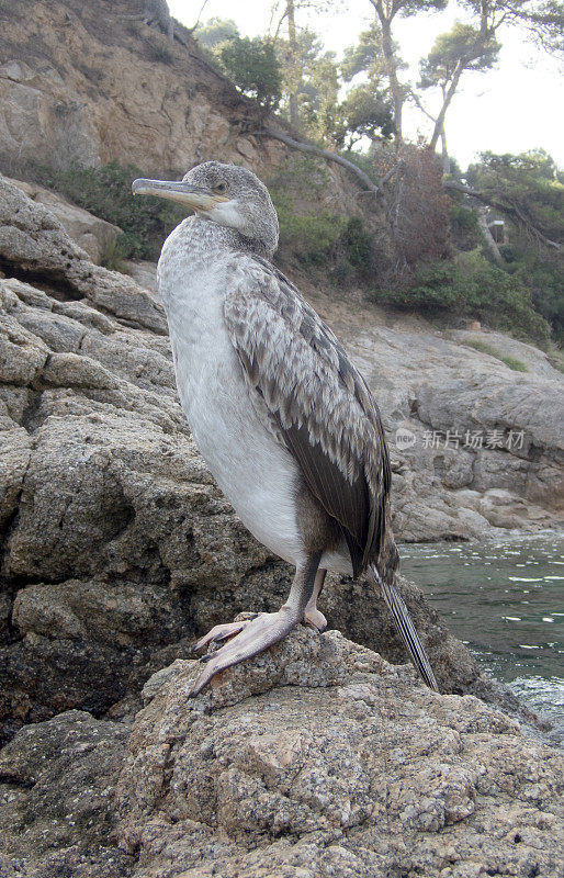 Phalacrocorax carbo，在科斯塔布拉瓦-赫罗纳